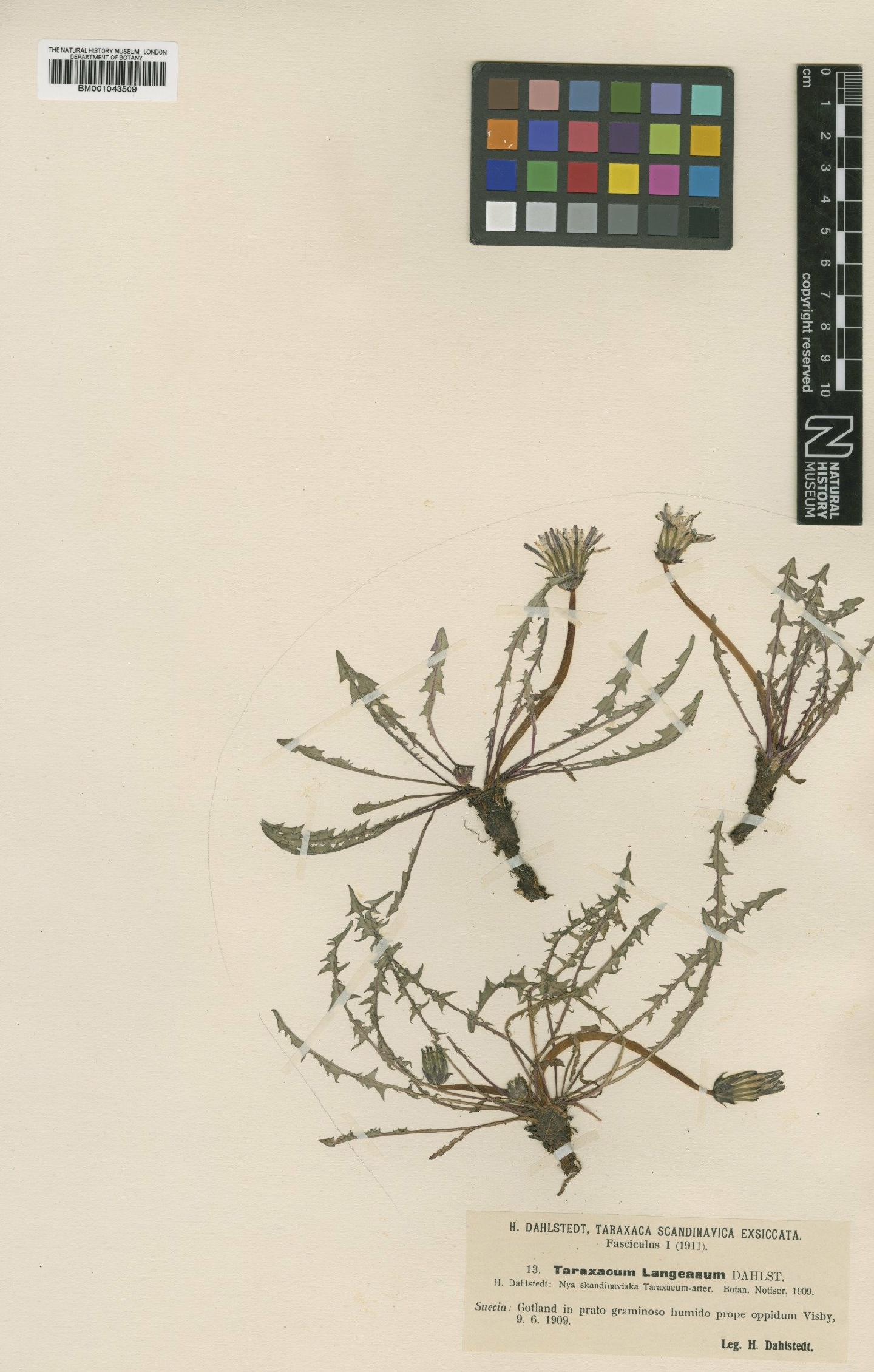 To NHMUK collection (Taraxacum langeanum Dahlst.; Type; NHMUK:ecatalogue:1999230)