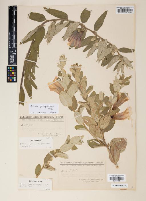 Ipomoea paraguariensis Peter - 000816151