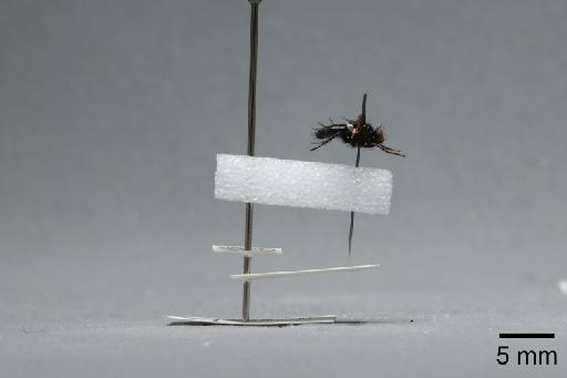 Nyctia halterata (Panzer, 1798) - 015087937_lateral