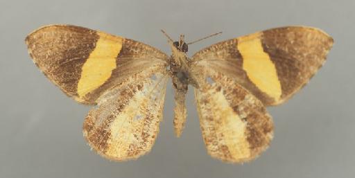 Scordylia discordata Guenée in Boisduval & Guenée, 1858 - Scordylia discordata guenee male syntype 1378773 ventral