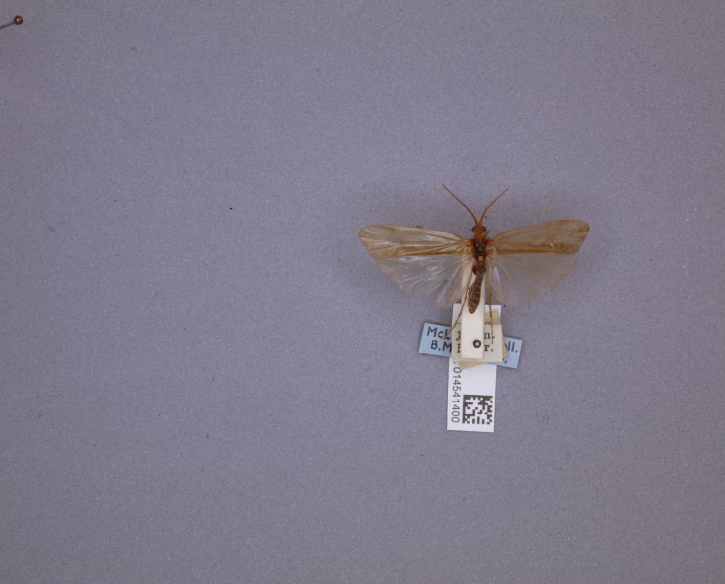 Limnephilus alienus