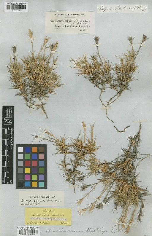 Dianthus erinaceus Boiss - BM000571478