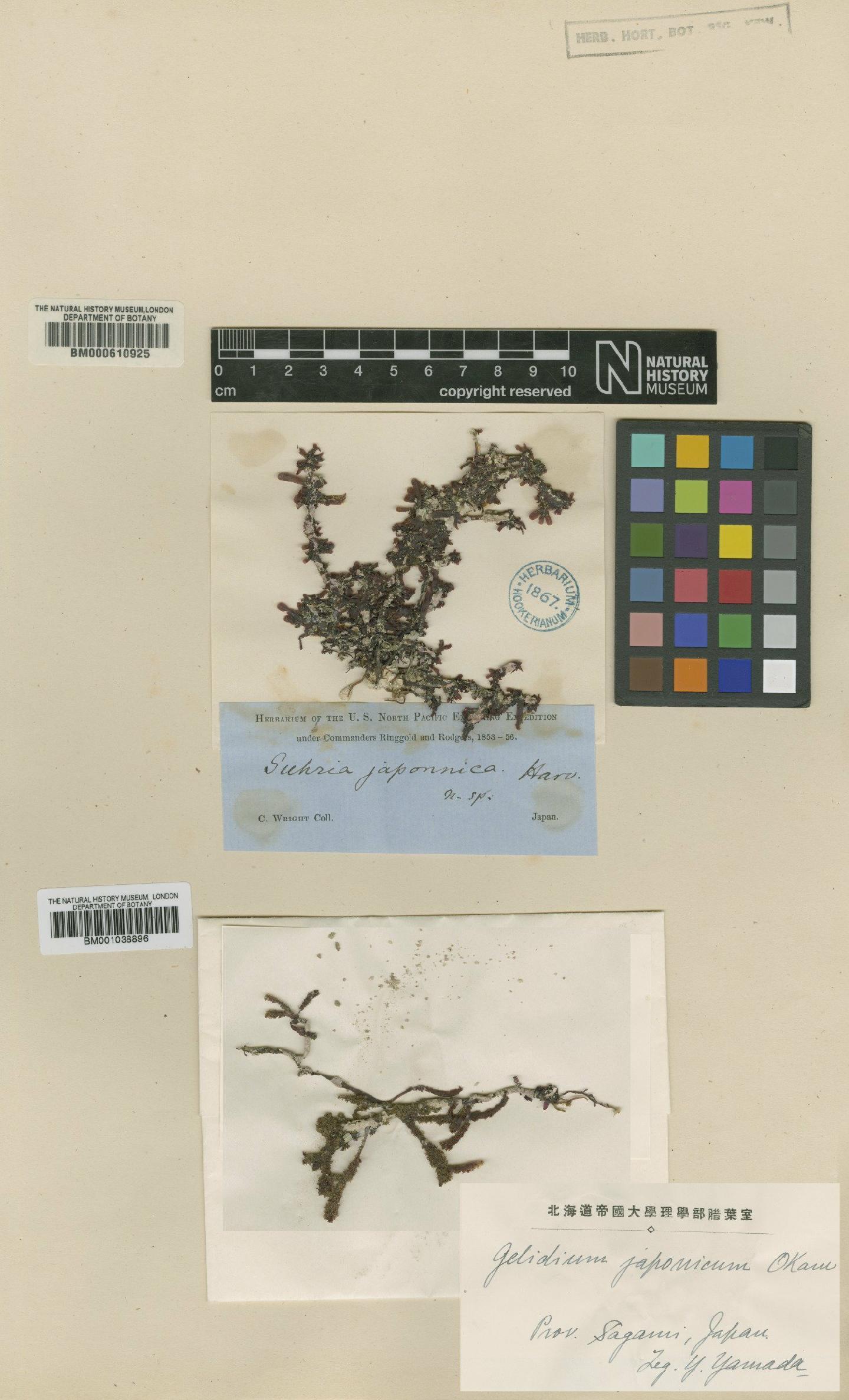 To NHMUK collection (Gelidium japonicum (Harv.) Okamura; Isotype; NHMUK:ecatalogue:4789589)