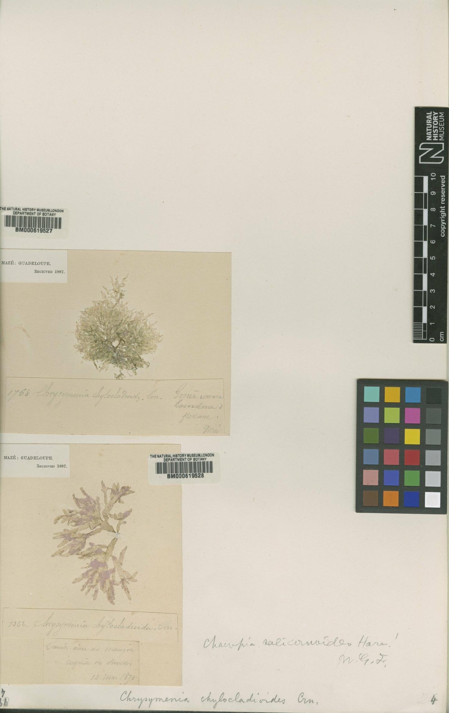To NHMUK collection (Champia salicornioides Harv.; NHMUK:ecatalogue:4791232)