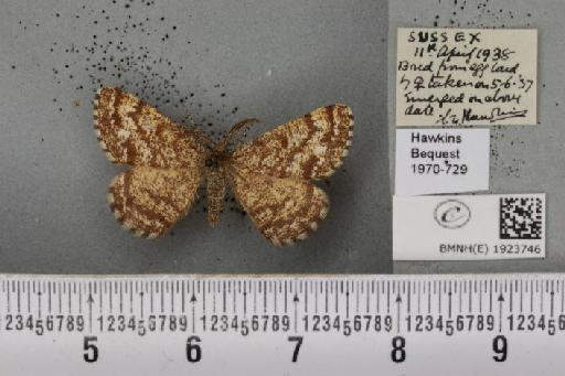 Ematurga atomaria (Linnaeus, 1758) - BMNHE_1923746_488333
