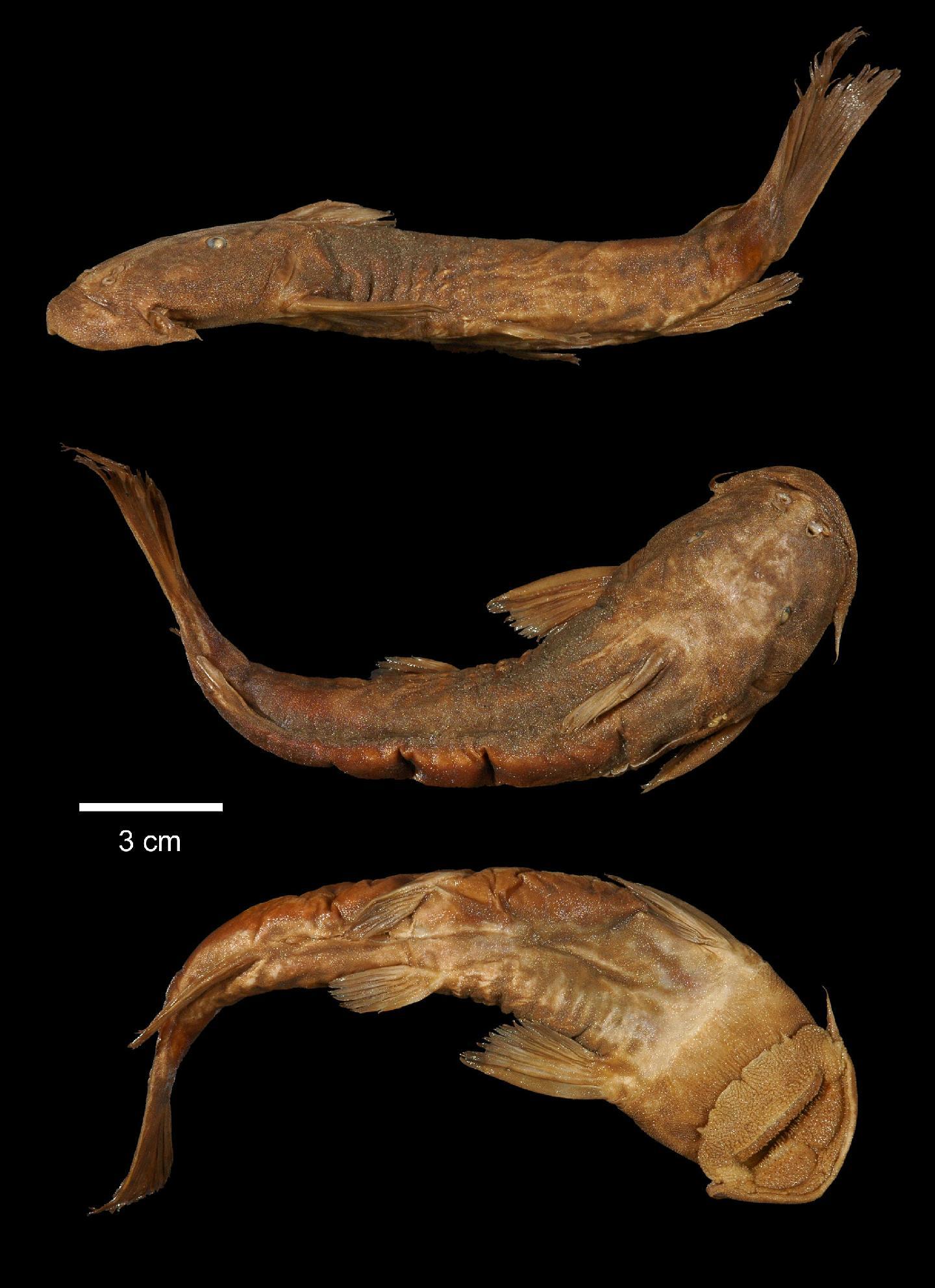 To NHMUK collection (Euchilichthys guentheri (Schilthuis, 1891); HOLOTYPE; NHMUK:ecatalogue:3122842)