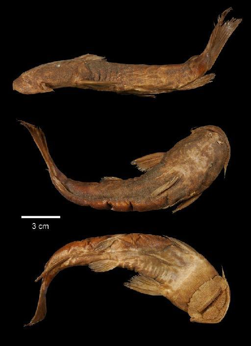 Euchilichthys guentheri (Schilthuis, 1891) - 1899.9.6.6; Atopochilus guentheri; type; ACSI Project image