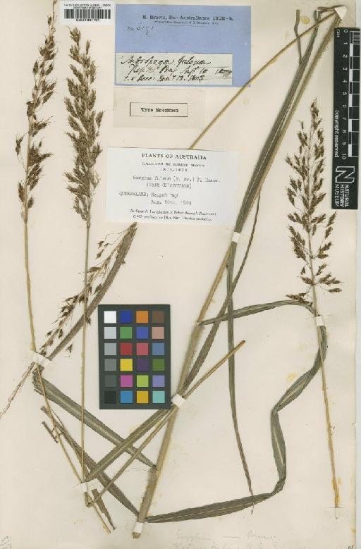 Sorghum fulvum (R.Br.) P.Beauv. - BM000991790