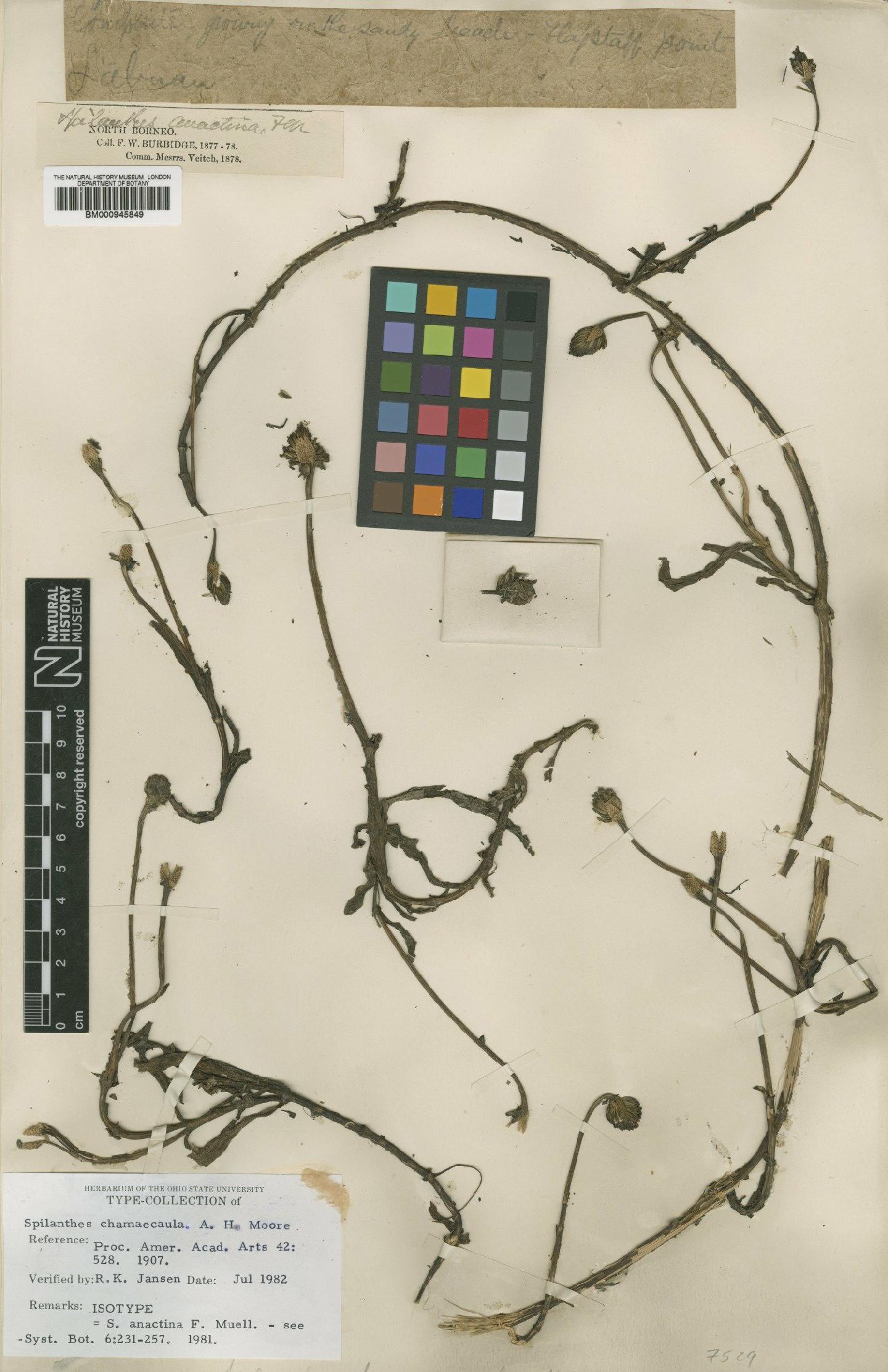 To NHMUK collection (Spilanthes anactina F.Muell.; Isotype; NHMUK:ecatalogue:473025)