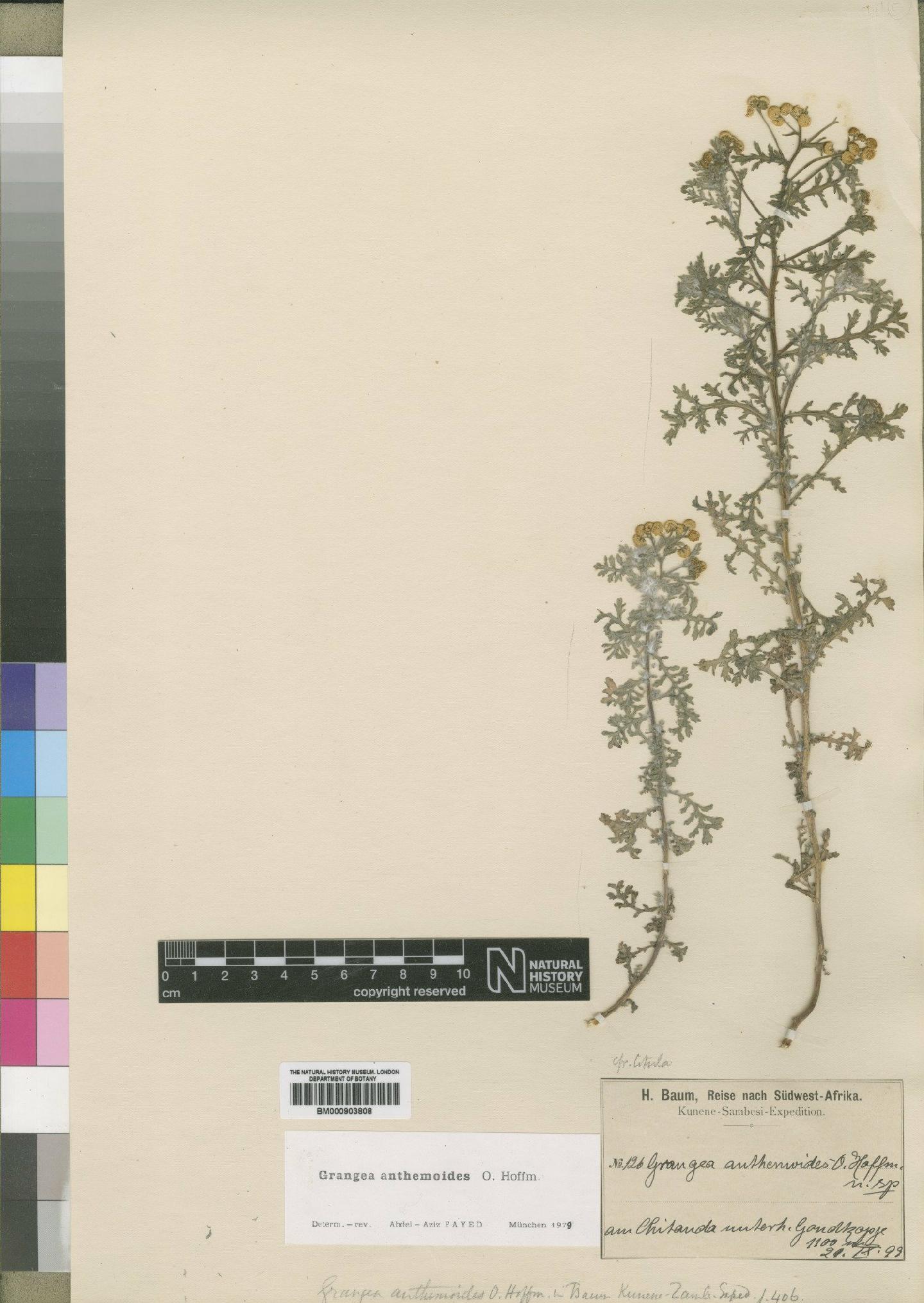To NHMUK collection (Grangea anthemoides O.Hoffm.; Type; NHMUK:ecatalogue:4528775)