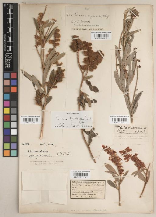 Eriosema psoraleoides (Lam.) G.Don - BM013715814