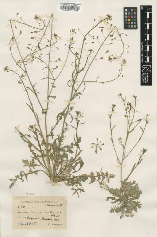 Capsella bursa-pastoris (L.) Medik. - BM000582860.tif