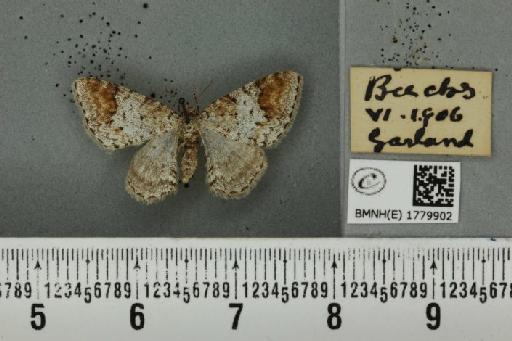 Venusia blomeri (Curtis, 1832) - BMNHE_1779902_364348