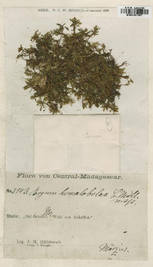 Bryum huillense Welw. & Duby - BM000870907