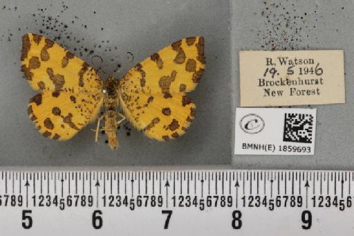 Pseudopanthera macularia (Linnaeus, 1758) - BMNHE_1859693_429989