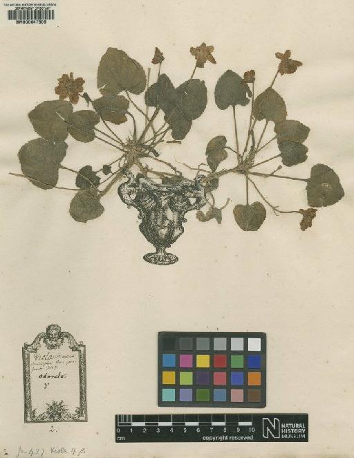 Viola odorata L. - BM000647306