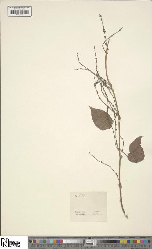 Dioscorea L. - BM001190440