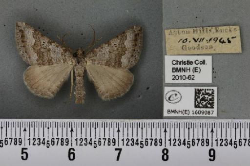Scotopteryx bipunctaria cretata (Prout, 1937) - BMNHE_1609087_305452