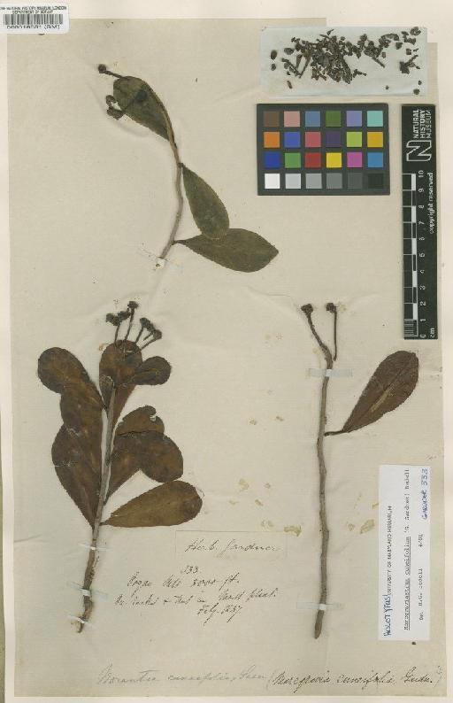 Marcgraviastrum cuneifolium (Gardner) Bedell - BM000016581