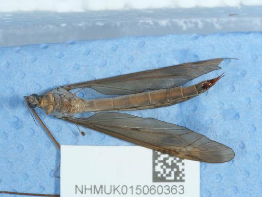Tipula fulvipennis Walker, 1848 - 015060363_4