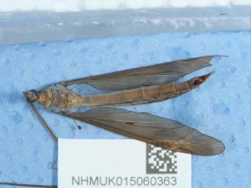 Tipula fulvipennis Walker, 1848 - 015060363_4