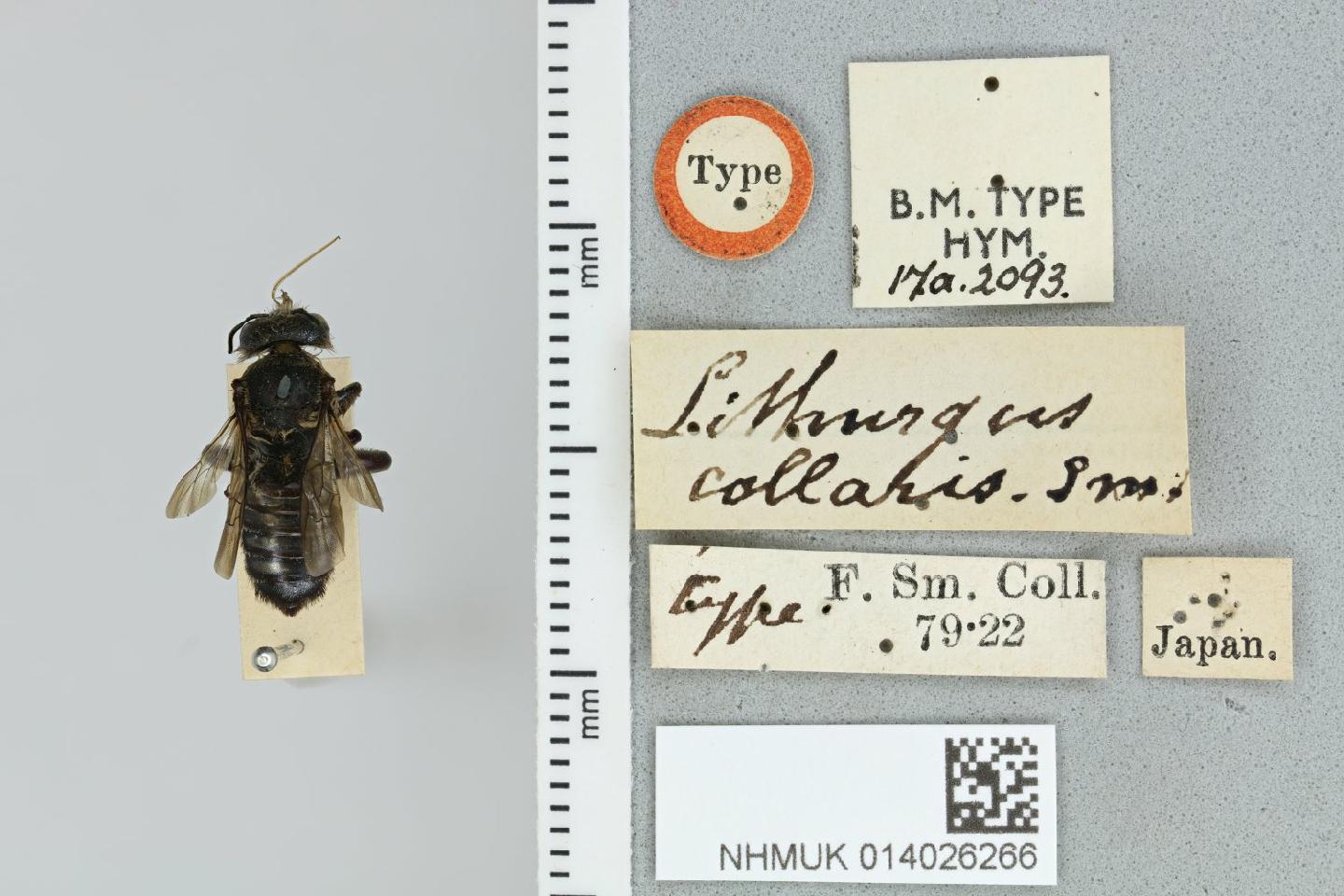 Lithurgus collaris