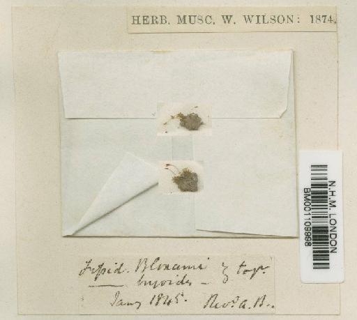 Fissidens exilis Hedw. - BM001109998