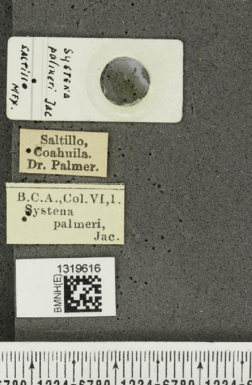 Systena palmeri Jacoby, 1884 - BMNHE_1319616_label_26712