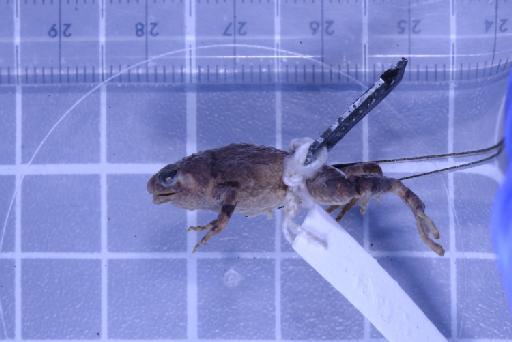 Nanohyla annamensis - Image of specimen 1947.2.11.61