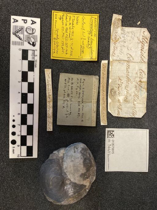 Productus hemisphaericus J. Sowerby - B 44114 a