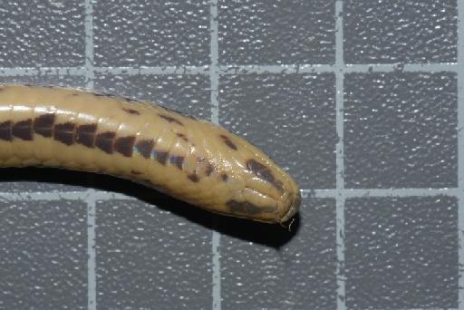 Atractus erythromelas Boulenger, 1903 - Image of specimen 1946.1.7.17