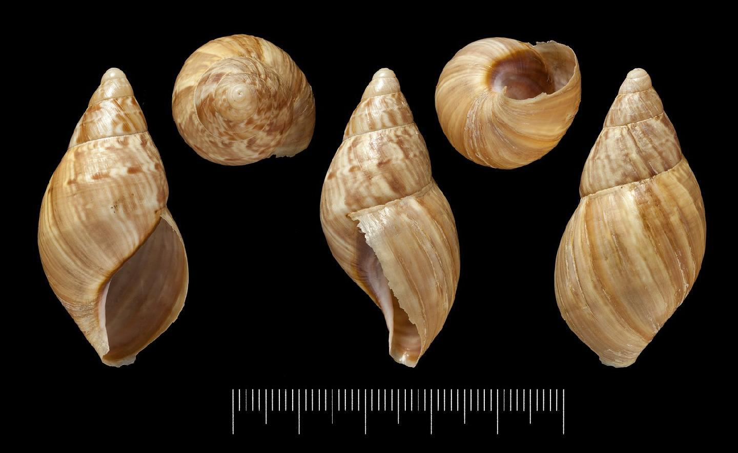 To NHMUK collection (Achatina magnifica Pfeiffer, 1847; SYNTYPE(S); NHMUK:ecatalogue:719549)