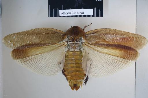 Heterolampra ridleyi Kirby, 1903 - Heterolampra ridleyi Kirby, 1903, female, holotype, dorsal. Photographer: Aging Wang. BMNH(E)#877066