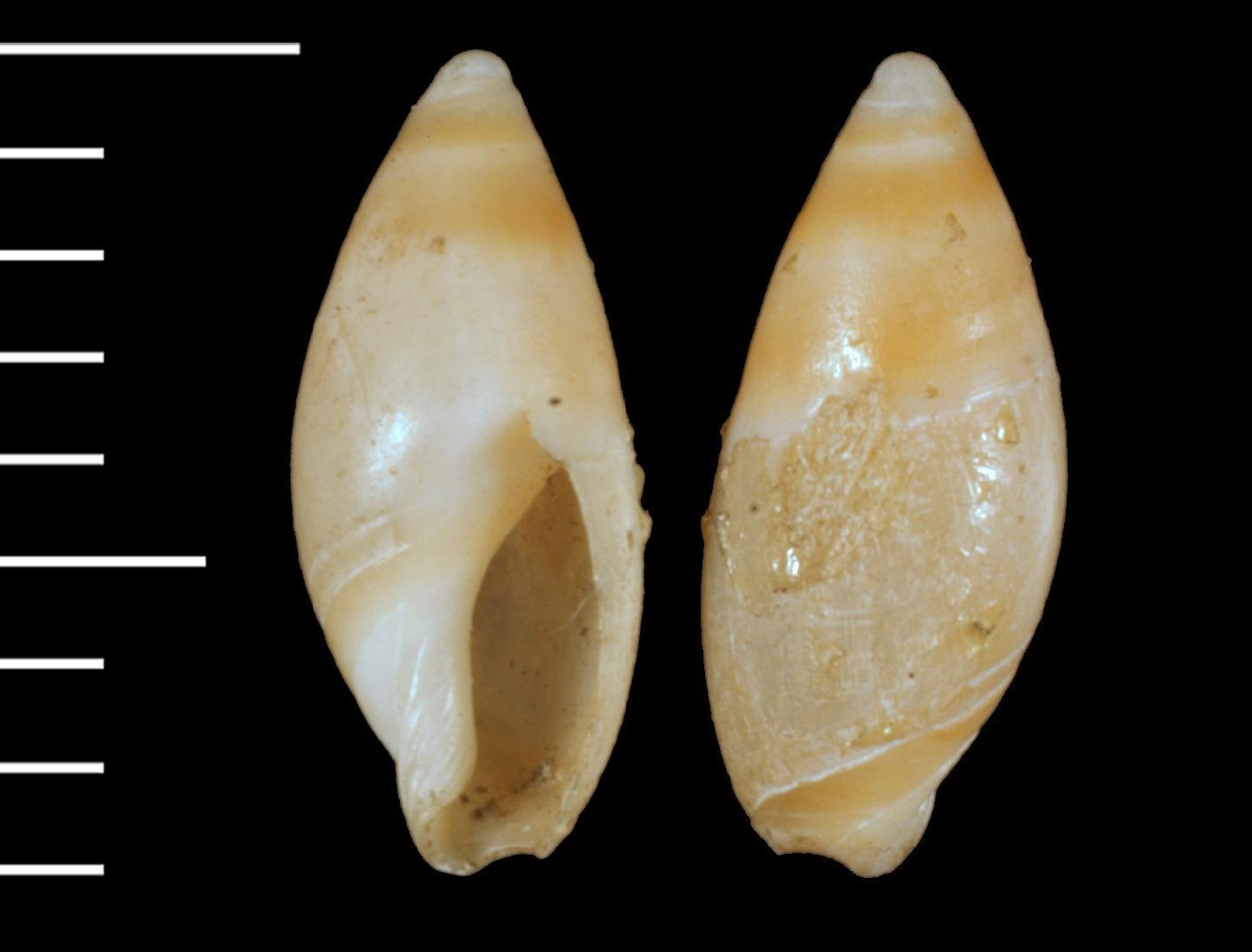 To NHMUK collection (Ancilla (Anaulax) nana Watson, 1885; SYNTYPE(S); NHMUK:ecatalogue:3500110)