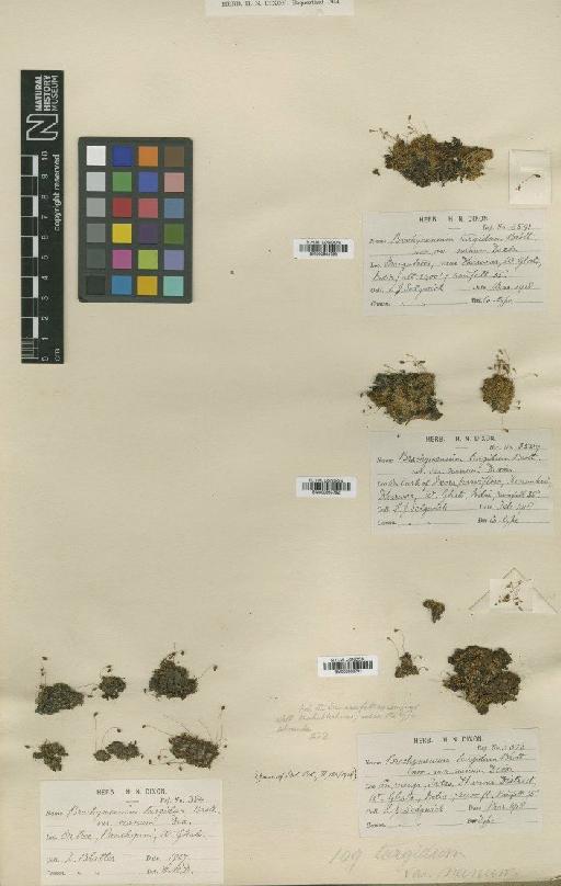 Brachymenium turgidum Broth. ex Dixon - BM000983791_a