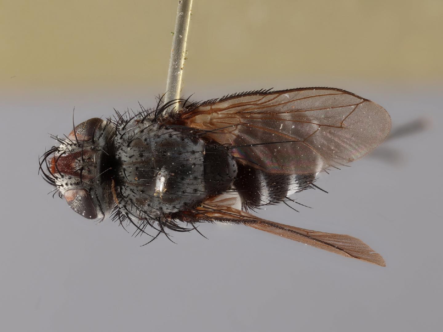 Ateloglutus ruficornis thumbnail