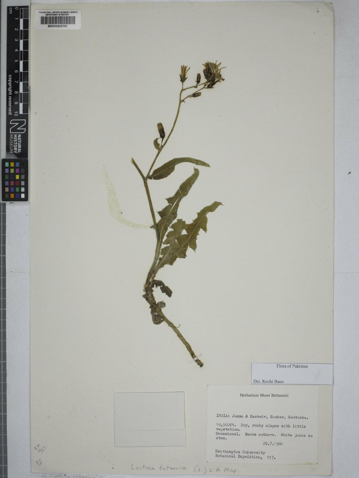 To NHMUK collection (Lactuca tatarica (L.) Mey; NHMUK:ecatalogue:4973722)