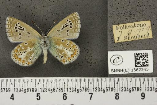 Lysandra bellargus ab. disco-juncta Courvoisier, 1912 - BMNHE_1362345_182248