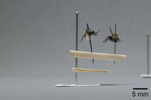 Sarcophaga (Myorhina) nigriventris Meigen, 1826 - 015091861_lateral