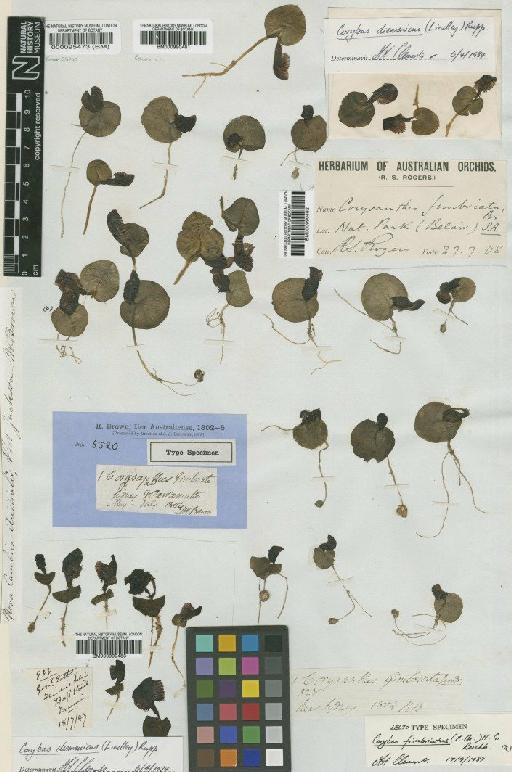 Corybas fimbriatus (R.Br.) Rchb.f. - BM000990483