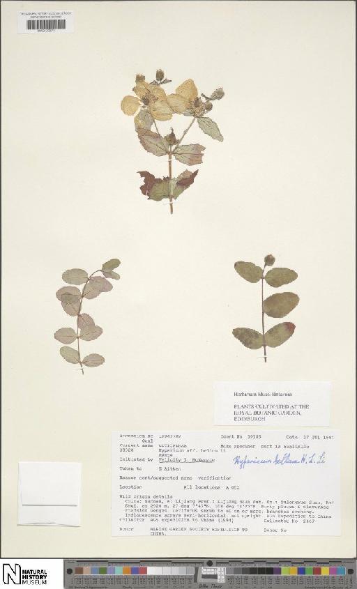 Hypericum bellum subsp. bellum - BM001202079