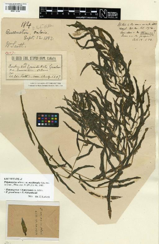 Potamogeton × hagstroemii A.Benn. - BM001125122