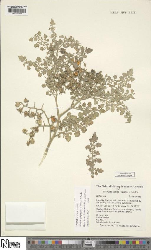 Solanum galapagense S.C.Darwin & Peralta - BM000849505