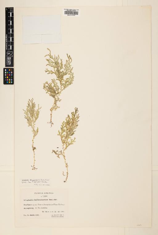 Selaginella labordei Hieron. ex Christ - 000779731