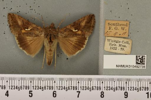 Autographa gamma (Linnaeus, 1758) - NHMUK_010492736_548401