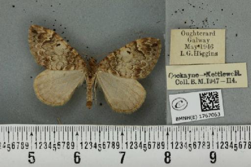 Dysstroma truncata truncata (Hufnagel, 1767) - BMNHE_1767063_347892