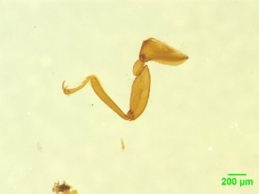 Pselaphinae Latreille, 1802 - 010189499___13