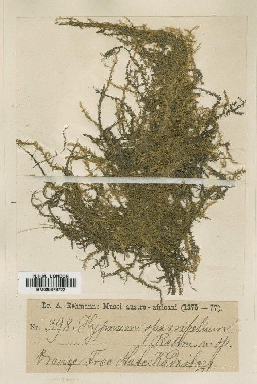 Leptodictyum riparium (Hedw.) Warnst. - BM000878722
