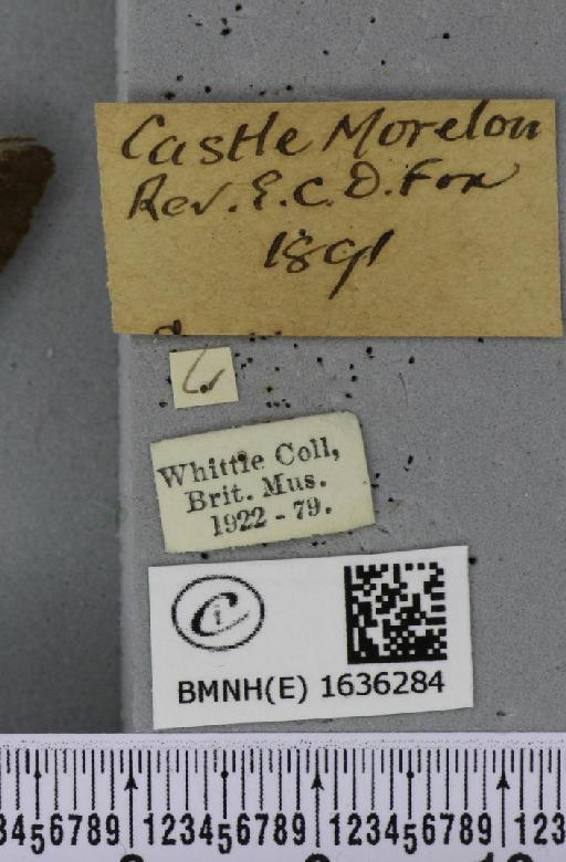 Macroglossum stellatarum (Linnaeus, 1758) - BMNHE_1636284_label_206002