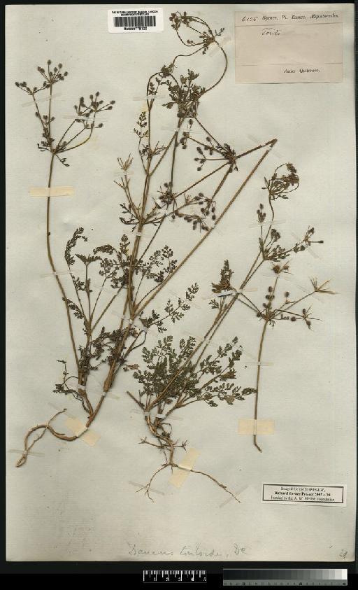 Daucus toriloides DC. - Spruce - BM000778100